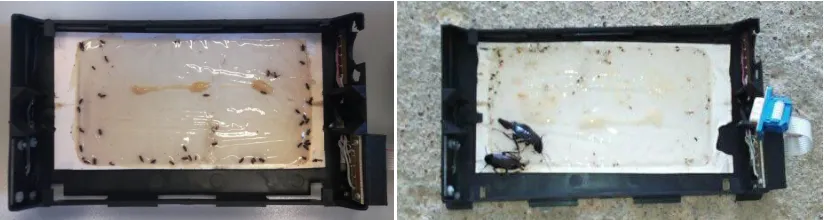 Fig. 4. Evaluation of reported results. Sticky surface inside the trap after 2 days of placement in (left) a cereal grain storage facility with serious insect infestations, (right) in an old food warehouse with an increased presence of cockroaches