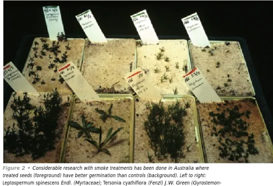 Figure 2 • Considerable research with smoke treatments has been done in Australia where treated seeds (foreground) have better germination than controls (background)