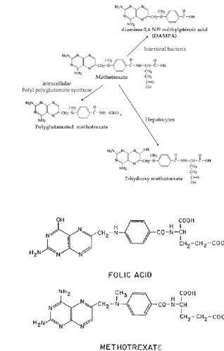 Figure 1.1 The structure of MTX, its metabolites and folic acid. 