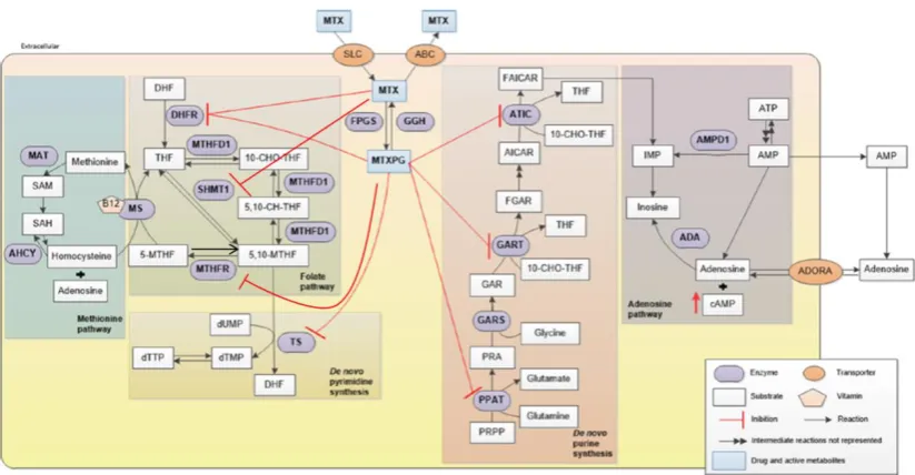 Figure 1.2 An overview of the action of MTX which depends on both uptake and intracellular retention