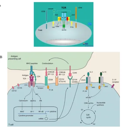 Figure 1.5. Signalling pathways leading to the induction of T cell-activation.  