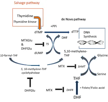 Figure 1.13. Recovery of thymidylate from MTX and MTXGlu inhibition. 