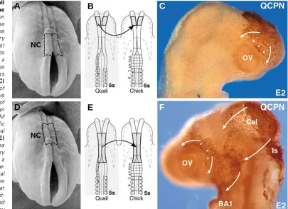 Fig. 2. Cephalic neural crest cell