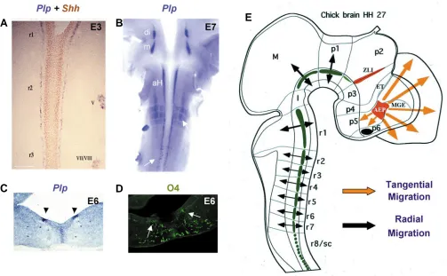 Fig. 4. Regional identity of OPC migrations in the chick embryonic brain. (A-D). Pattern of (r1 to r7), sc: spinal cord; ZLI: zona limitans intrathalamica