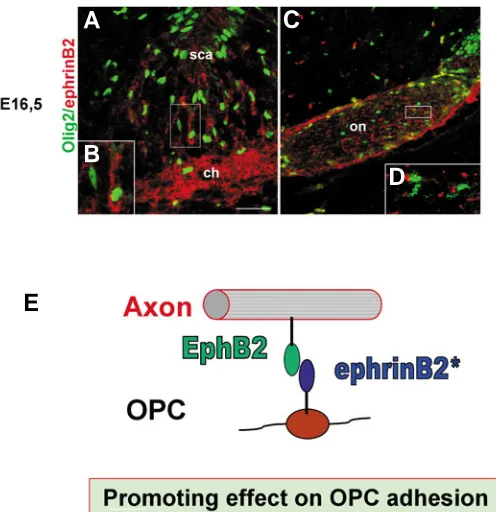 Fig. 7. Role of ephrinB2/EphB interaction in the axonophilic migrationthe axons of retinal ganglionic cells