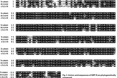 Fig. 3. Amino-acid sequences of GRP-R are phylogeneticallyconserved.