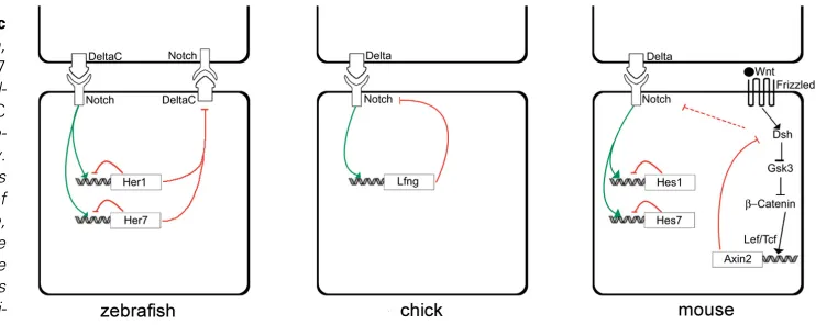 Fig. 1. Feedback loops underlying periodic
