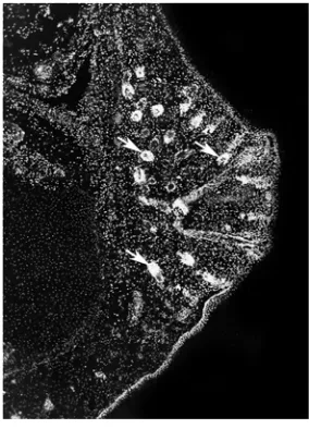Fig. 4. Fate of mouse crest cells transplanted in ovo. (A) somite stage) at unsegmented plate level with 9 dpc Rosa 26 mouse caudal neural tube