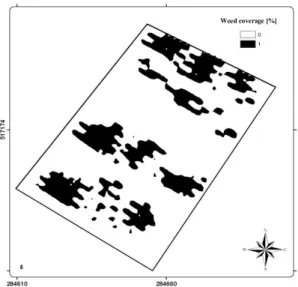 Figure 7.  The weed (Cirsium arvense) coverage on the experimental field