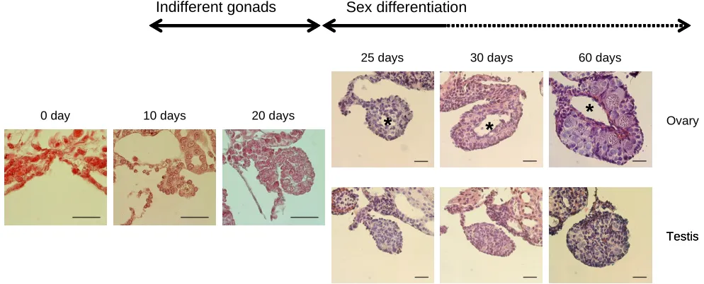 Fig. 1. Morphological sexual differentiation of gonads of Hynobius retardatus during early larval stages
