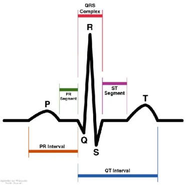 Figure 2.2 Typical ECG wave representing a cardiac cycle. Reprinted from Wikimedia  Commons [19] 