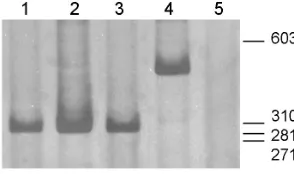 Fig. 4. Differential localization of rHig-1  in P1 and P8 spinal cord and
