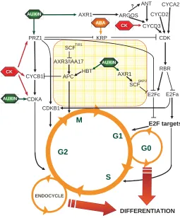 Fig. 1. Hormonal control of the level and/or activity of cell cycleregulatory components.different hormone signaling pathways with cell cycle transitions, mainlygeneral sense