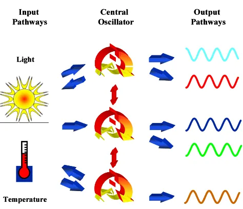 Fig. 1. Organization of the circadian clock in plants. Input pathways,individual oscillators whereas others might receive input from more thanrhythms that can differ in phase