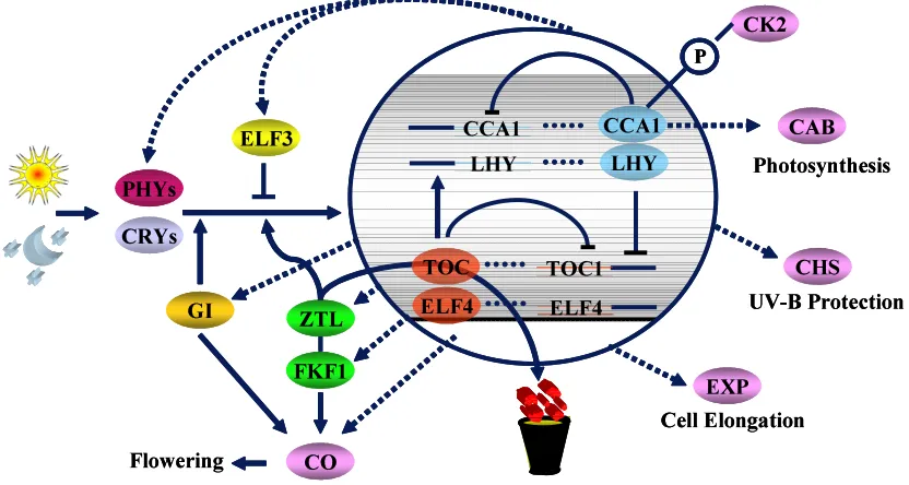 Fig. 2. Current molecular model of circadian clock signaling in the Arabidopsis. Light signals are perceived by a set of multiple photoreceptors,flowering-time regulation (CO)