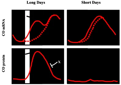 Fig. 3. Correlation of CO protein and mRNA expression with thephotoperiodic control of Arabidopsis  flowering time.morning