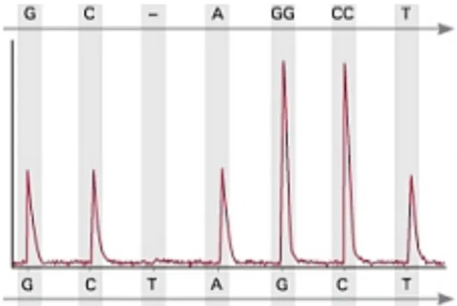 Figure 3.1 – Pyrogram depicting the relative  peak height for all the nucleotides dispensed  when  sequencing  the  fragment 