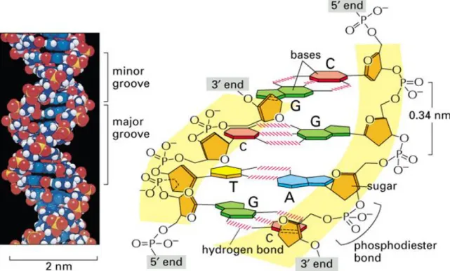 Figure 1.1 – The structure of the DNA double helix showing hydrogen bonds between  two  antiparallel  strands