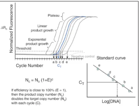 Figure  2.1  –  Schematic  representation  of  the  calculations  performed for DNA quantification using methods based on  real-time  PCR