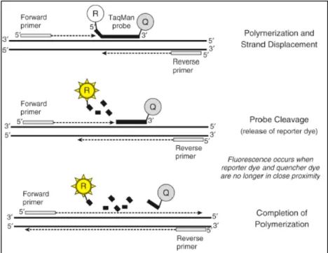 Figure 2.2 – Schematic representation of TaqMan probes and  their mode of function. Adapted from (79)