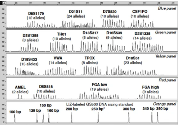 Figure 2.4 – Schematic representation of all possible alleles for 16 STRs plus  the  sex  marker  amelogenin