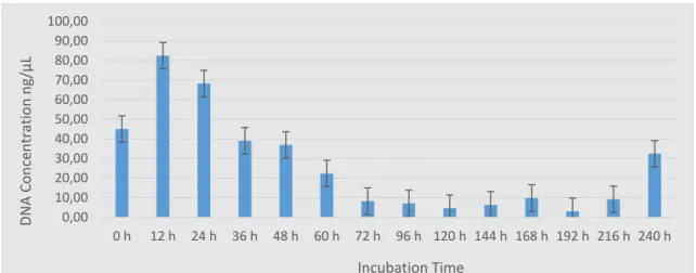 Figure 4.7 – Bar charts showing average DNA concentrations of samples  incubated at 37 °C for up to 240 h (10 days)