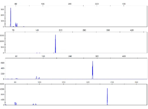 Figure 3.1  –  Electropherograms of the singleplex amplifications performed with  100 nM stock primers
