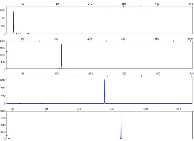 Figure 3.2 – Electropherograms of singleplex amplifications performed with  10 nM stock primers