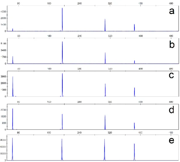 Figure 3.3 – Examples of electropherograms of different primer mixes used  while trying to balance the 4-Plex multiplex