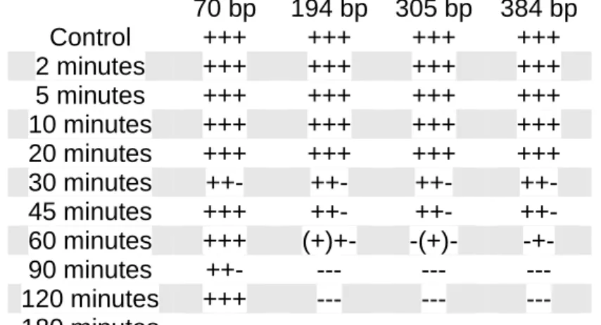Table 3.5 – Table showing the results of the 4-Plex multiplex amplification for  commercial DNA degraded with DNase I