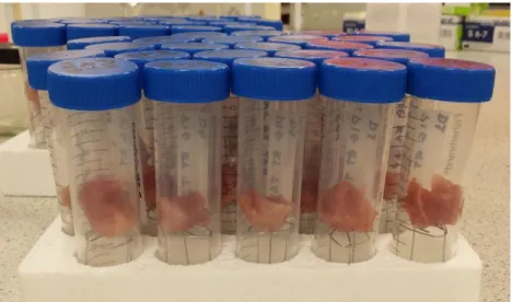 Figure 4.1: A photograph showing the structure of the polypropylene tubes with  muscle samples before incubation