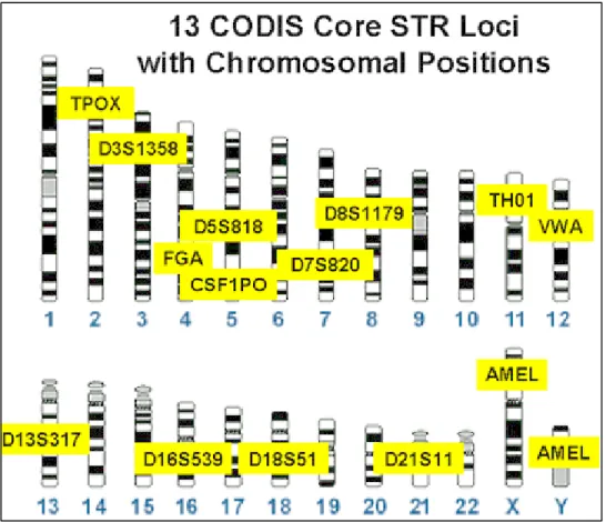 Figure 4:The chromosome location and nomenclature of the 13 core CODIS loci. 17