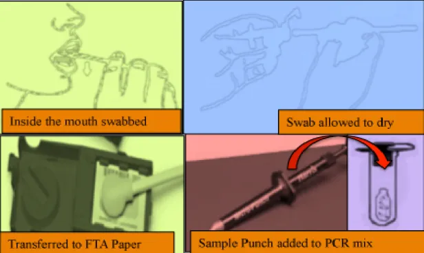 Figure 8: DNA swabbing and collection of control or reference samples. A sterile cotton  swab is opened, the inside of the suspect’s check is swabbed for 1 minute firmly, the swab is  then allowed to dry and cut for the extraction process