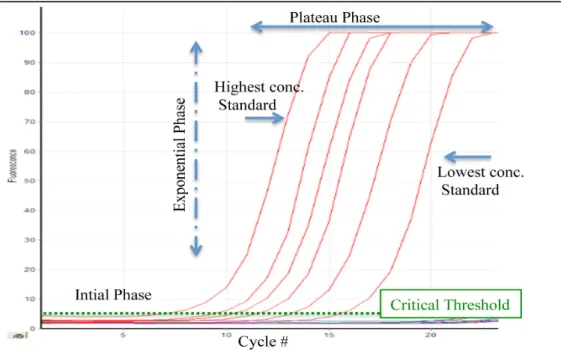 Figure 12: Real Time PCR overview. The initial phase where there is little product, the  exponential phase where the amount of product is great and the plateau phase where  reagents are consumed and the reaction completed