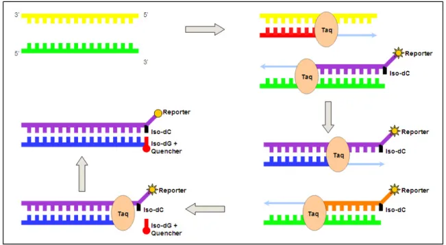 Figure 13:  Overview of Plexor real time chemistry. As amplification takes place the reporter  dye in quenched resulting in a decrease in fluorescence signal