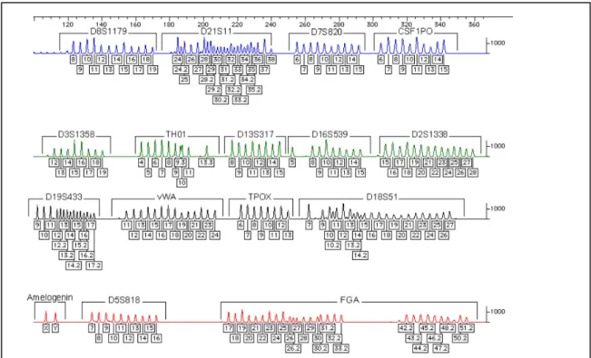 Figure 14: An electropherogram of the AmpFℓSTR ®  Identifiler ®  allelic ladder showing all allele  for each locus