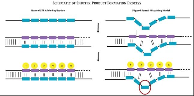 Figure 15: Schematic of the formation of stutter products during the PCR process. On the left shows  a normal amplification without any stutter formation