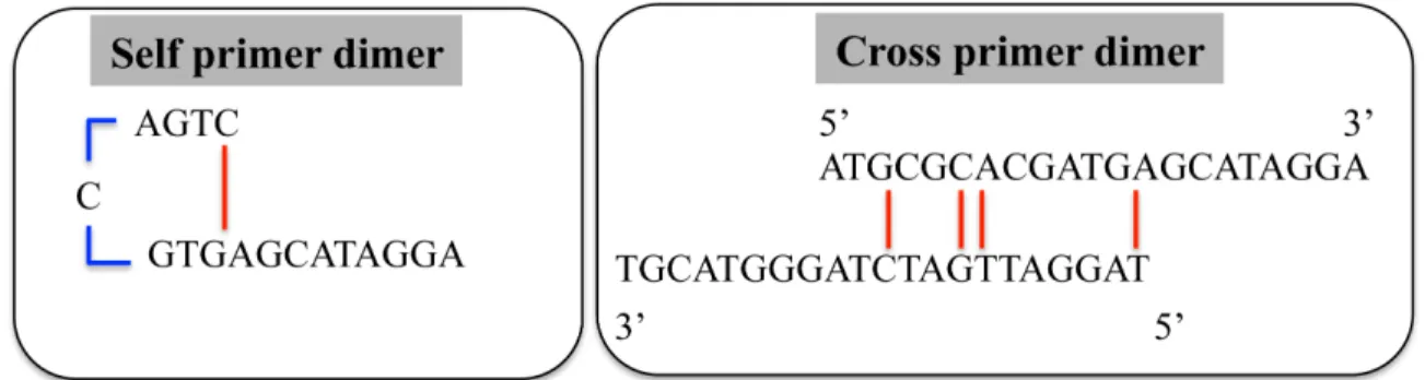 Figure 16: (Left) a primer self-dimer formed as a result of high ΔG values. (Right) a cross dimer  formed between two different primers in a multiplex