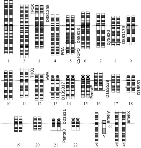 Figure 1.3: Important forensic loci in the human genome