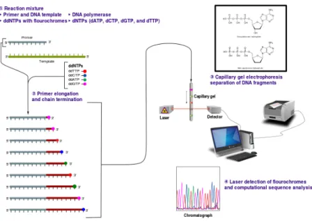 Figure 1.6: Sanger sequencing.