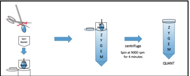 Figure 3. Visual Representation of Sample Preparation for ZyGEM Reaction 