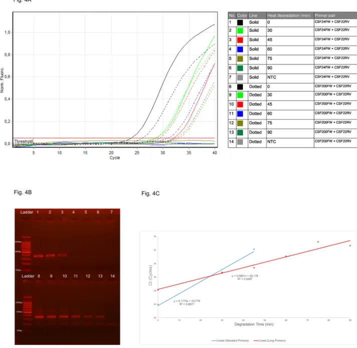 Fig 4. qPCR amplification with primer pairs CSF24FW+CSF22RV vs. CSF200FW+CSF22RV on degraded 2800M gDNA
