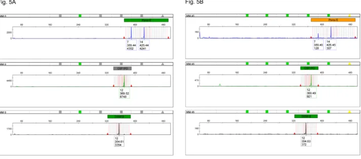 Fig 5. Electropherogram of 2800M gDNA heat degraded for different times and amplified with the CSF1PO/PENTA E/D5S818 long ssDNA polynucleotide triplex