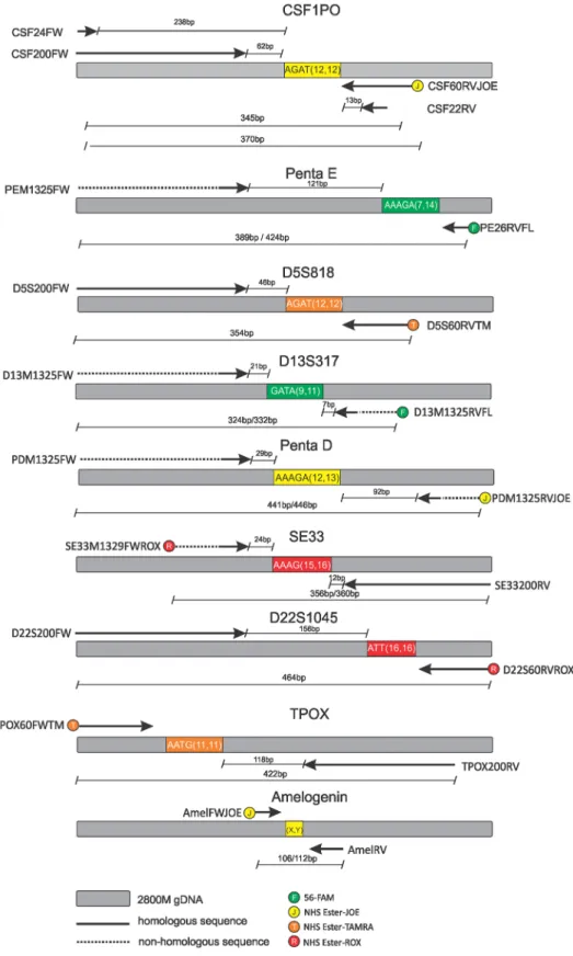 Fig 2. Primer design showing the size of the amplification products for 2800M gDNA.