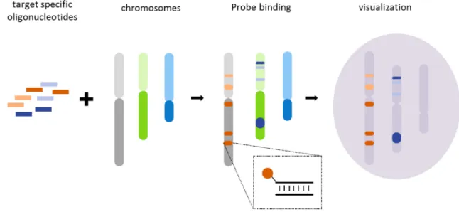 Figure 1-6 Fluorescent In Situ Hybridization (FISH)