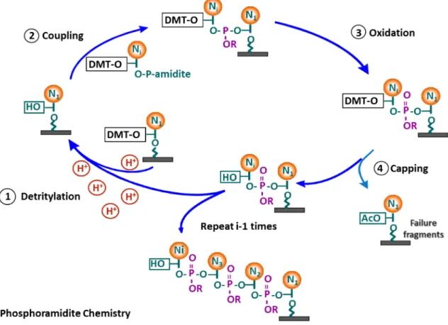 Figure 1-7 Oligonucleotide synthesis