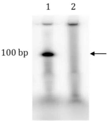 Figure 1-8 Microarray synthesized oligonucleotide library  1. Control oligonucleotide : 100 bp  is run as marker (1 pmol)  2