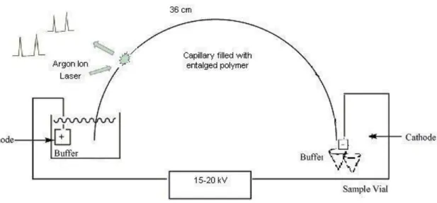 Fig. 4. Capillary electophoresis system. 