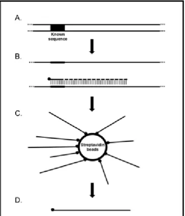 Figure 1.1 Overview of Selected Enrichment through Capture (SEC) protocol. A) DNA with a  known sequence of interest, B) A biotinylated primer is designed to anneal to the known  sequence and linear amplification is performed