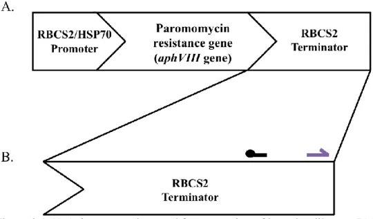 Figure 2.1 A) AphVIII insertion used for generation of insertion library.  B) Primer locations for  SEC, PCR, and quantitative PCR